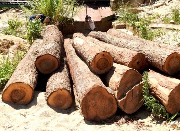 nhập khẩu gỗ nhập khẩu gỗ